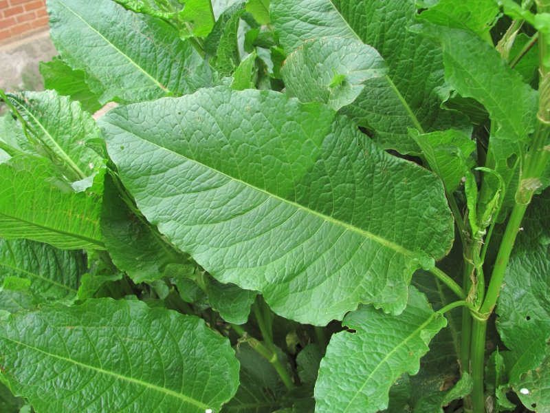 Щавель обыкновенный Rumex acetosa