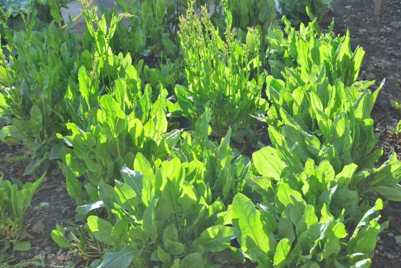 Rumex obtusifolius щавель туполистный