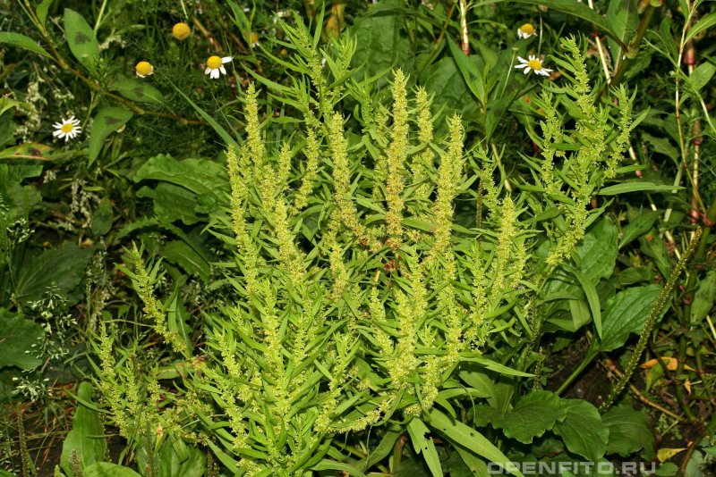 Rumex obtusifolius щавель туполистный