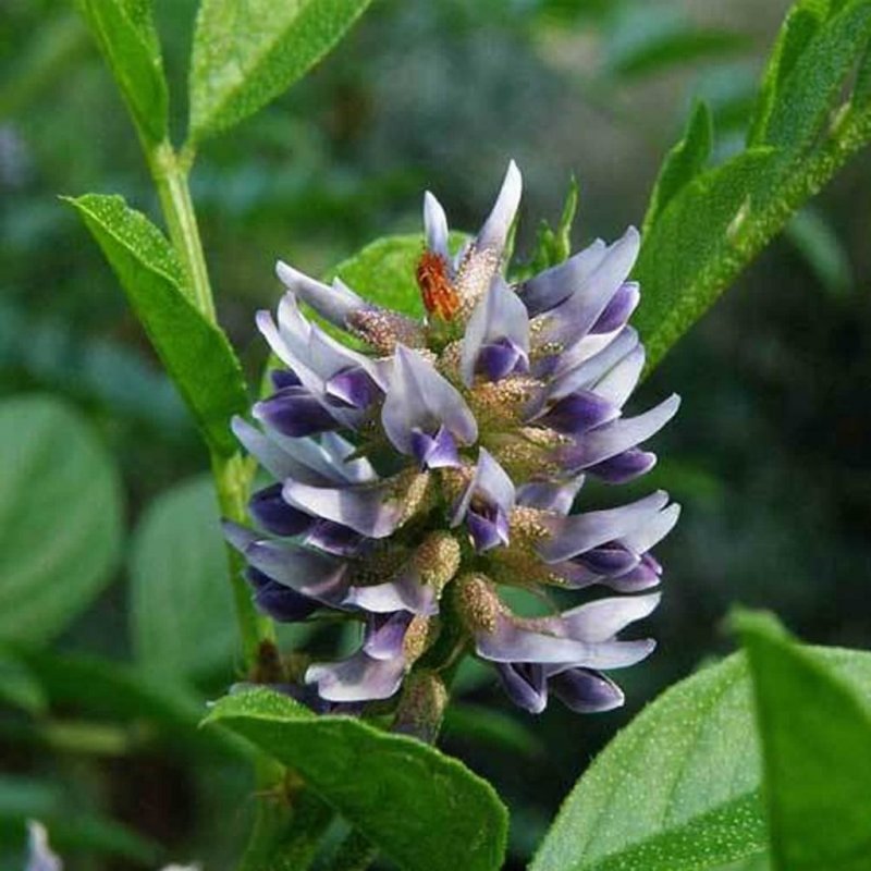 Glycyrrhiza glabra
