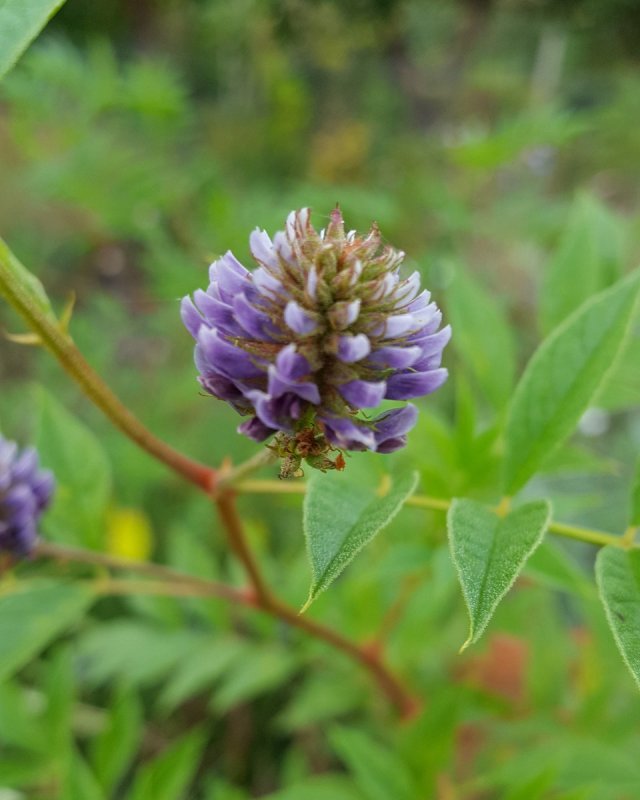 Солодка Коржинского - Glycyrrhiza korshinskyi