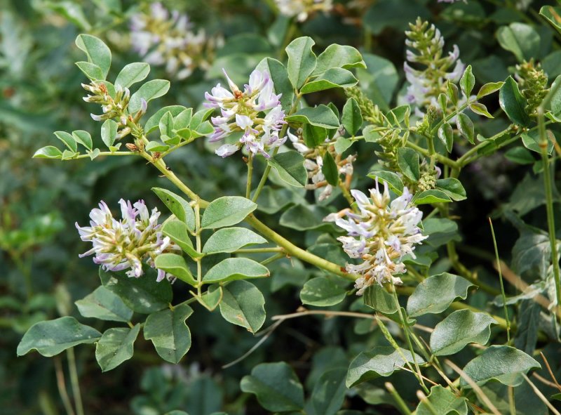 Glycyrrhiza uralensis