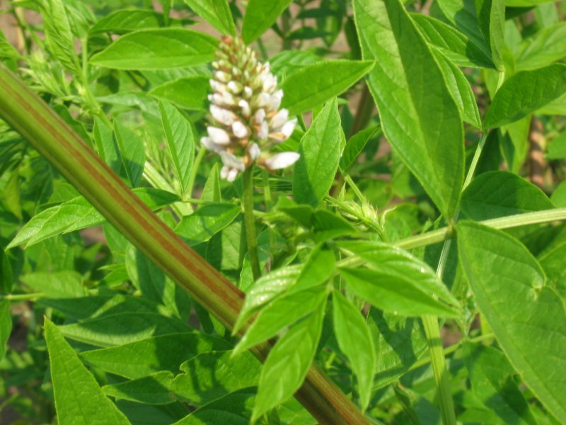 Glycyrrhiza echinata