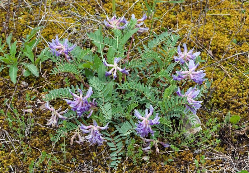 Glycyrrhiza lepidota