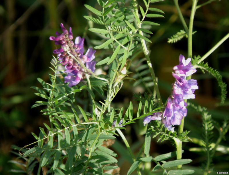 Glycyrrhiza echinata