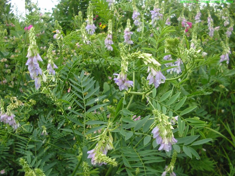 Корень солодки (Licorice roots)