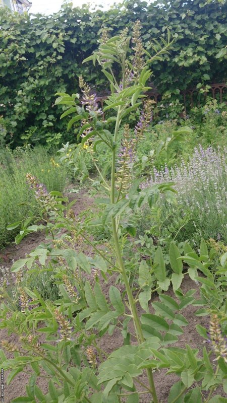 Корень солодки (Licorice roots)