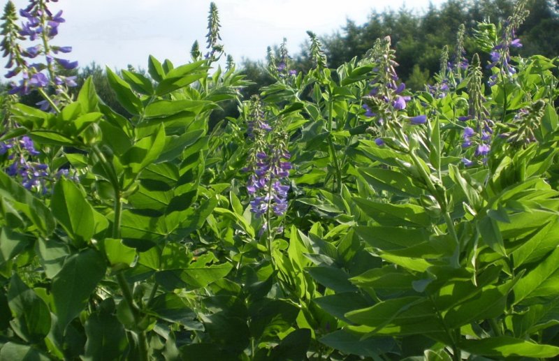 Glycyrrhiza glabra плоды