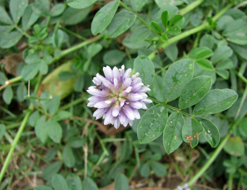 Glycyrrhiza glabra