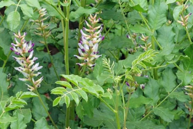 Glycyrrhiza glabra