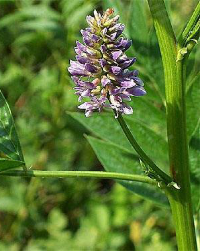 Glycyrrhiza uralensis