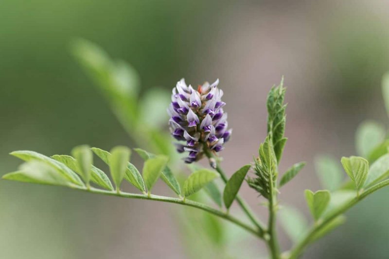 Astragalus purshii