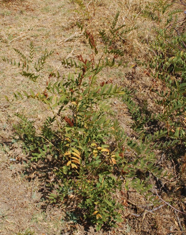 Соцветие у Glycyrrhiza glabra