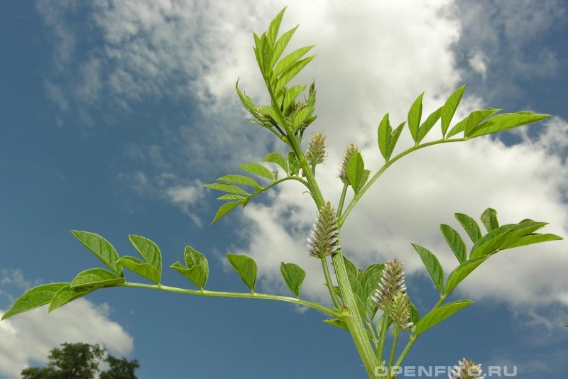 Glycyrrhiza glabra Licorice