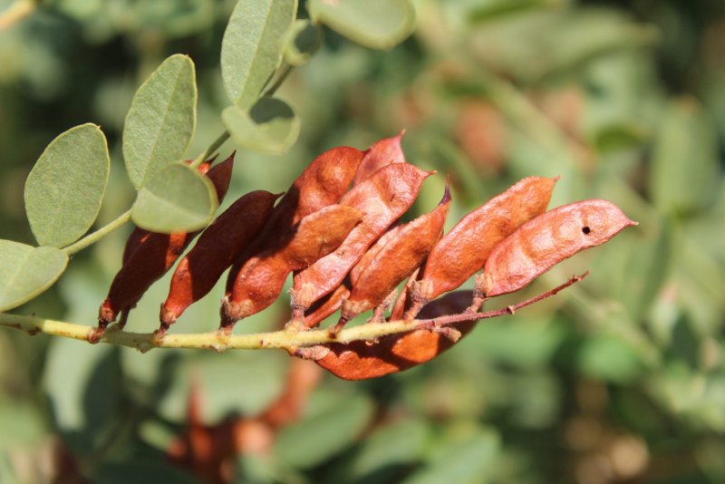 Солодка голая (Glycyrrhiza glabra)
