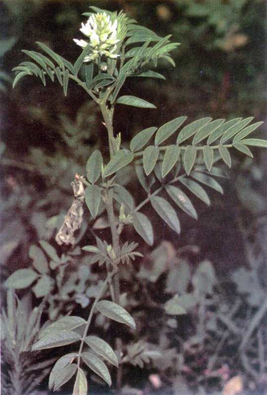 Glycyrrhiza glabra Seeds