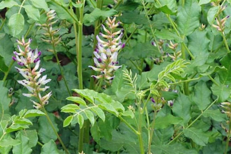 Солодка голая (Glycyrrhiza glabra)