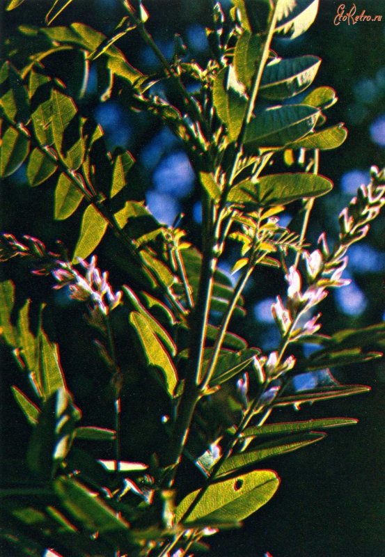 Солодка Glycyrrhiza glabra