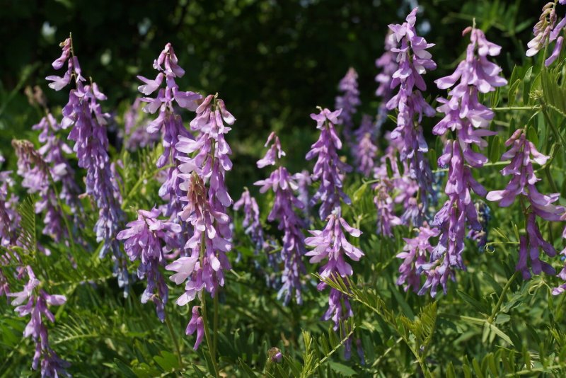 Glycyrrhiza glabra