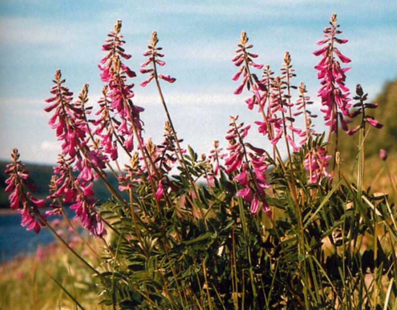 Amount of licoricidin in g.glabra
