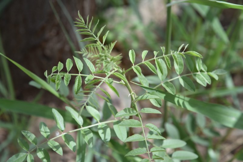 Glycyrrhiza glabra Seeds