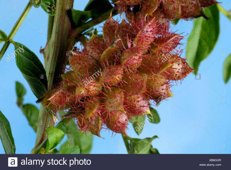 Glycyrrhiza lepidota