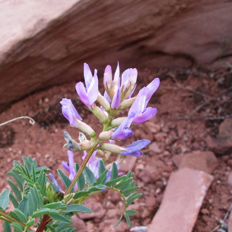 Glycyrrhiza glabra Licorice