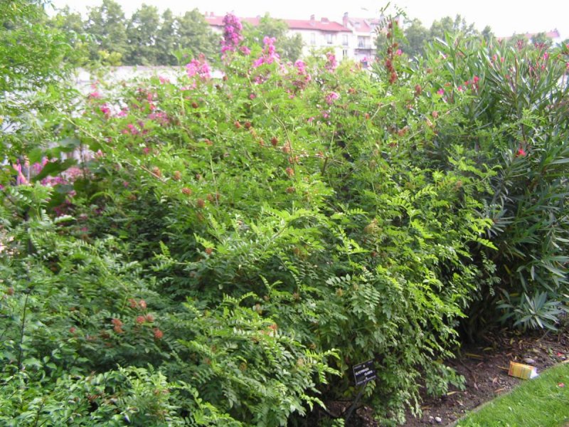 Корень солодки (Licorice roots)