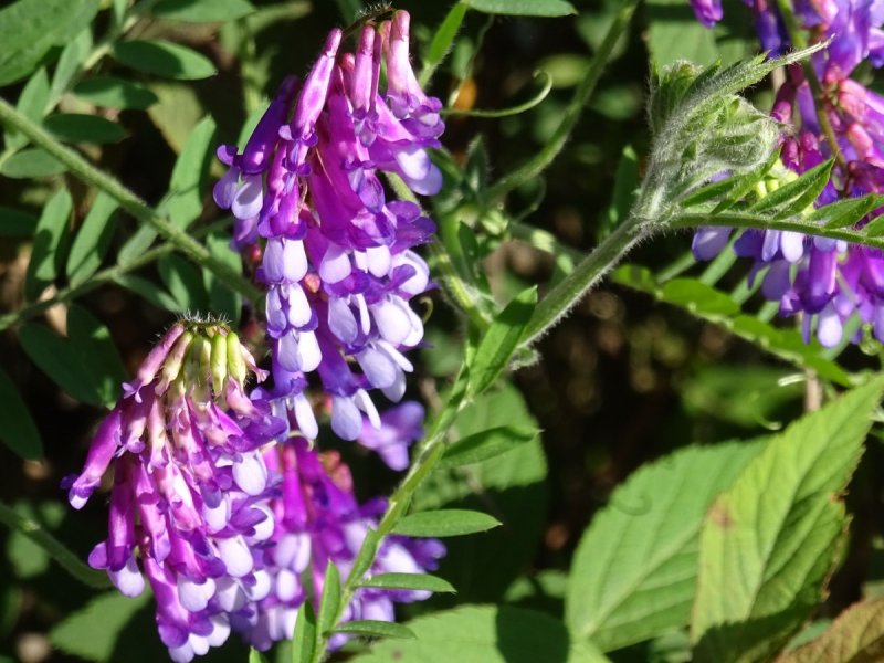 Glycyrrhiza glabra