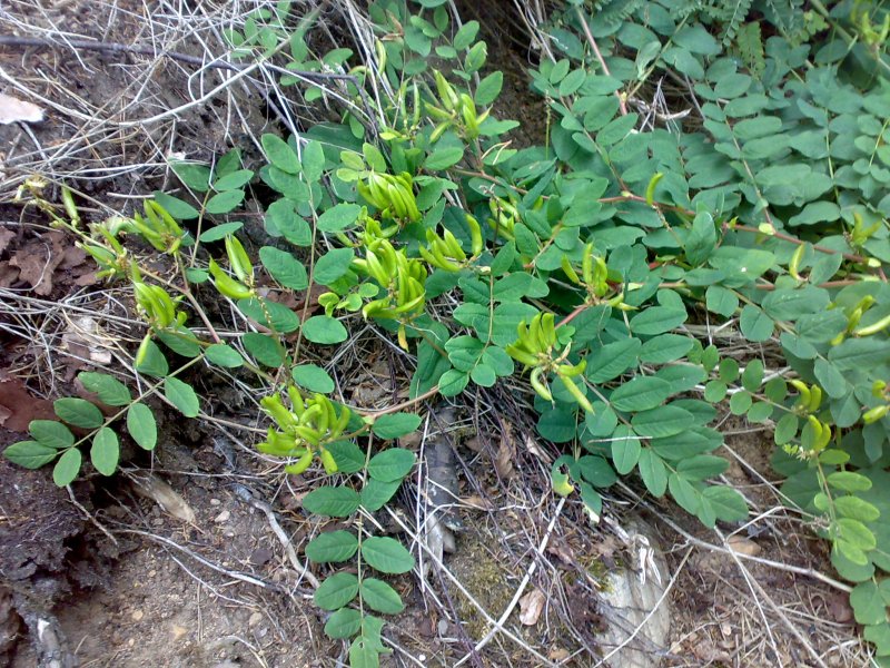 Корень солодки (Licorice roots)