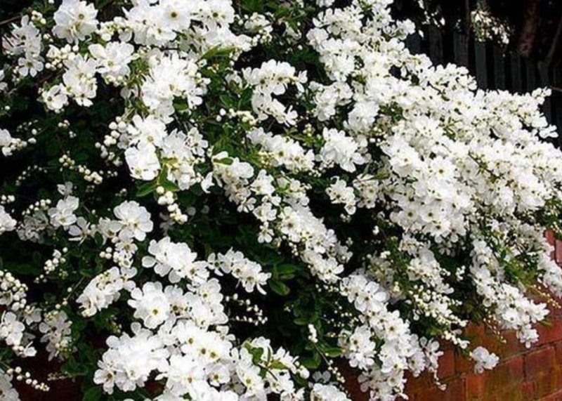 Флокс дернистый (шиловидный)