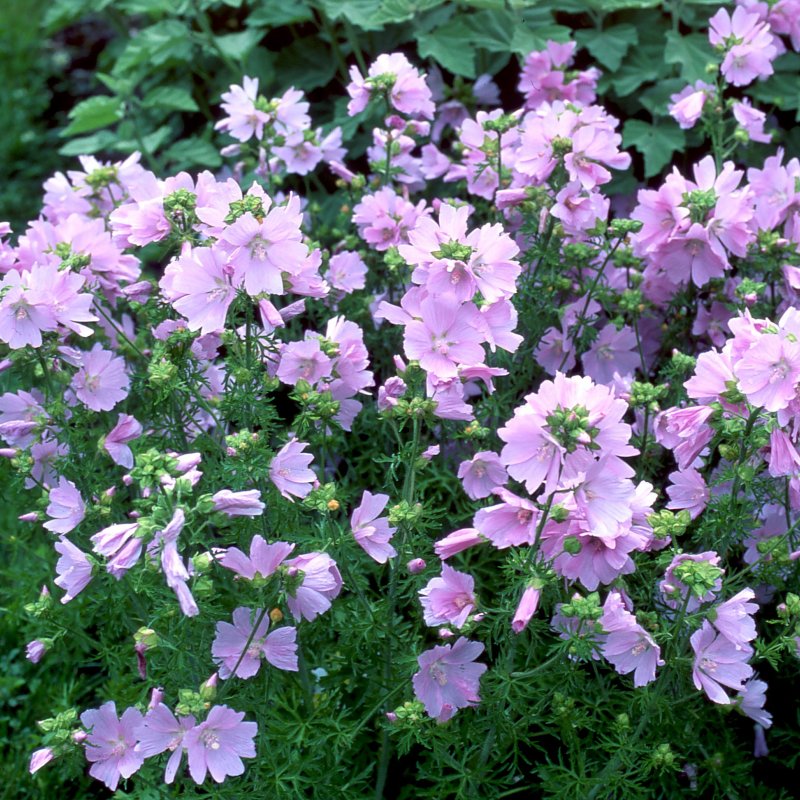 Кампанула ампельная