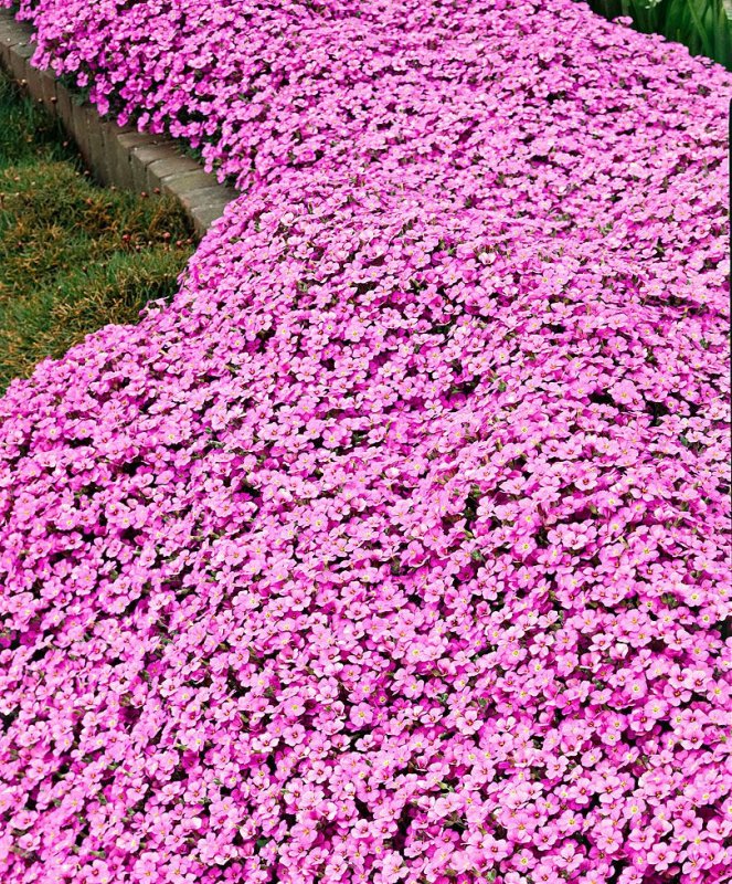 Барвинок малый (Vinca Minor)