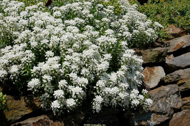 Мальва мускусная rosea