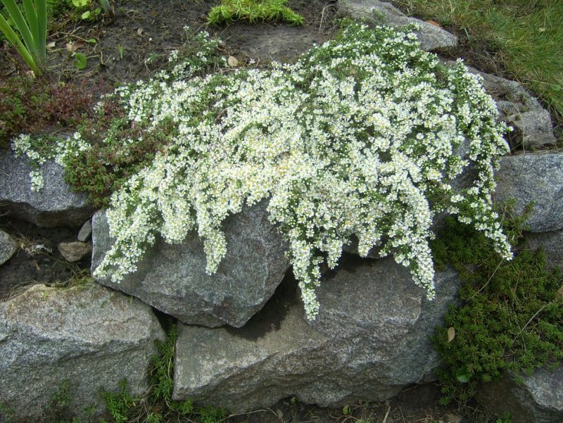 Камнеломка Моховая Арендса.