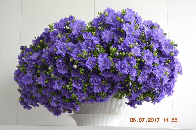 Campanula orphanidea
