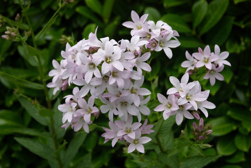Мальва мускусная rosea