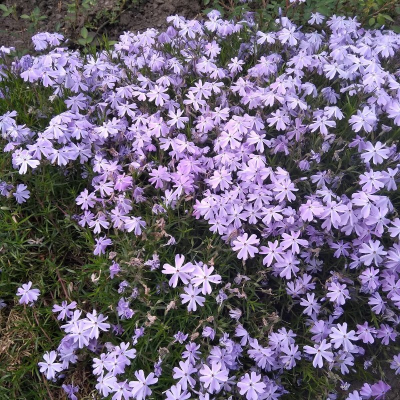 Флокс шиловидный (Phlox subulata)