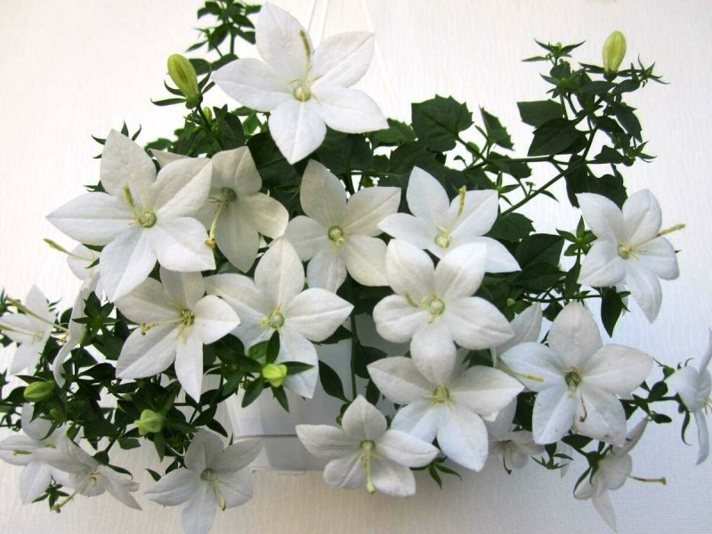Колокольчик Карпатский (Campanula Carpatica)