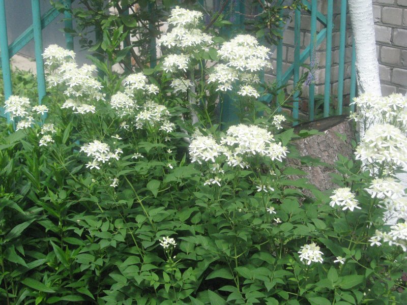Кампанула биколор