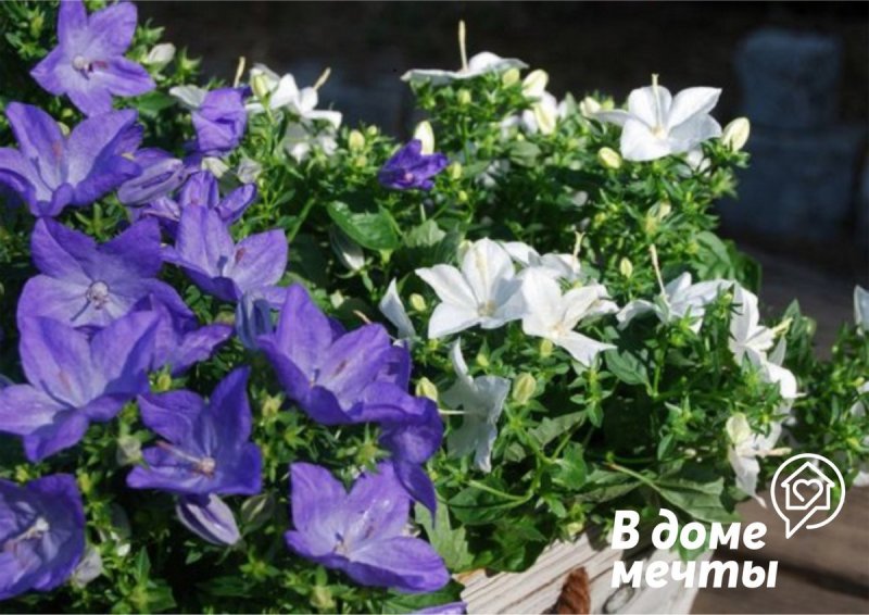 Мальва мускусная Malva moschata