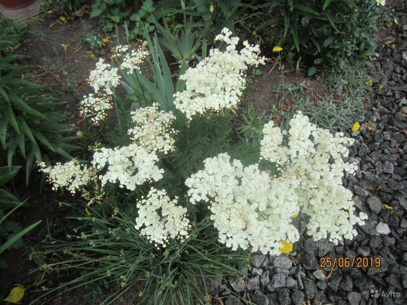 Кампанула белая
