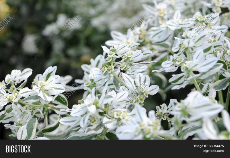 Dublin bicolor Кампанула