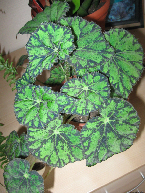 Бегония tuberhybrida