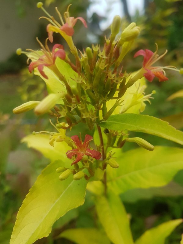 Diervilla Lonicera