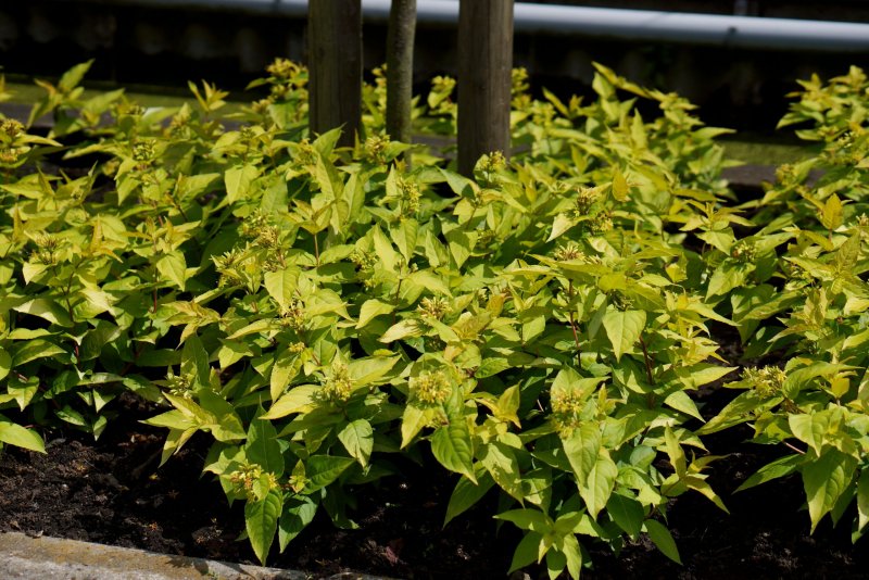 Диервилла(Diervilla) sessilifolia