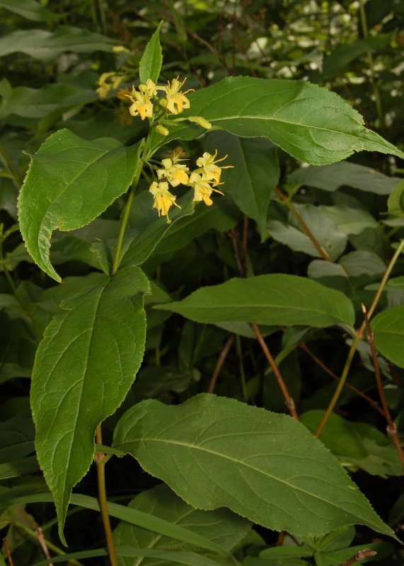 Diervilla Lonicera