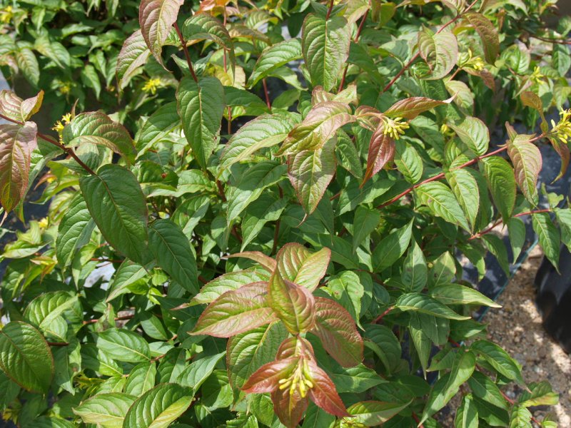 Diervilla Lonicera