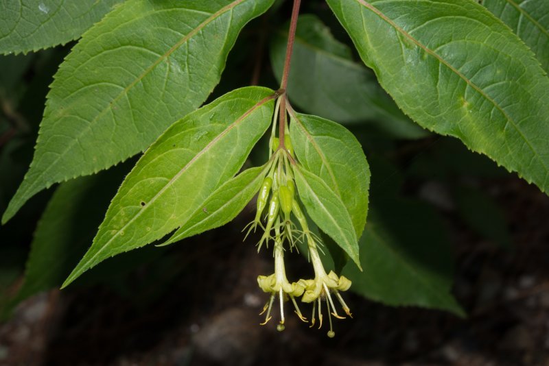 Diervilla splendens 'Diva'