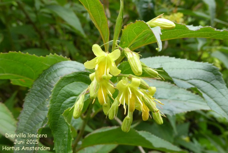 Диервилла # блестящая Diervilla splendens р9 10-20